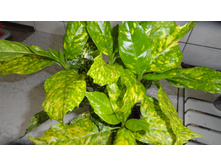 ������ ������� - 350- 450  ���.