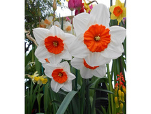 ������� ��������� �������� 12-14 �����������.(5��) ������ ���� 174,27 ���. ����� ���� 148,13 ���.jpg