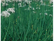 ���-��������-������ 5,5 ���. = 0,5 ��.jpg