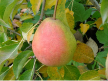 ����� ������� �������-160�.jpg