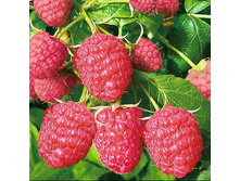 ������ ��������� ������ �9-130�.jpg