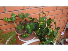 ���� ����������(�������������)