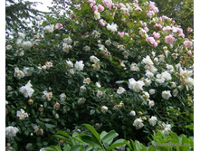 Alberic Barbier-11,93