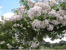 Dentelle de Malines-13,54