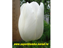 ������� ���� �������� 12+ (5��) ������ ���� 196,26 ���. ����� ���� 167 ���