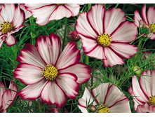 �.������ ������ 5,6 ���. �,5 ��..jpg