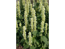 ������-��������-������ 5,50 ���. - 0,5 ��.jpg