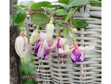 ������ Prelude/American Prelude