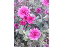 IMG 20160827 180505.jpg