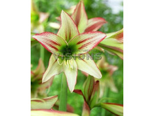 181,45���. ����������� �������� ������ �������(�������� ���� �� 2 ��., ����������� ����� 1��.)���16.jpg