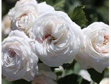 Boule de Neige-13,54