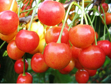 ������� ������� �����-230�.jpg