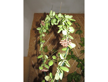H.bilobata