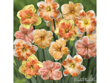 ������� Butterfly Mix