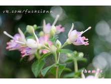 ������ Thamar