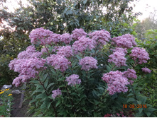 DSC03020.JPG