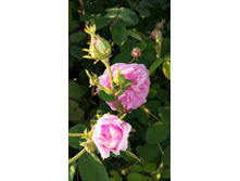 ���� (������)