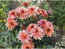 ������� ��� ����