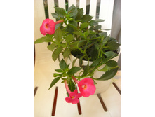 ����-�������