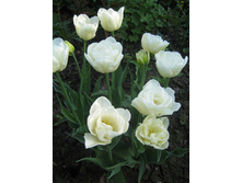 ������� ������� ��� ���������������� ������. ����� ������ �� ���������.jpg