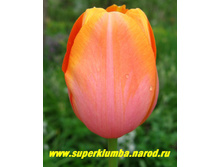 ������� ���� ������� 12+ (5��) ������ ���� 196,26 ���. ����� ���� 167 ���