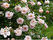 Leontine Gervais--11,93