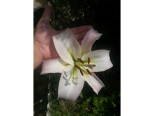 ����� ������ �����