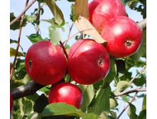 ������ ��������� -230�.jpg