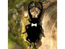 ����� ��� ������