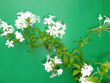 ��������� �����