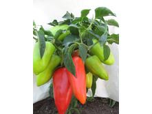 ����� ����ԣ�� - 6,2 ���. -0,2 ��.jpg