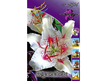 25,4���. ����� ��������(��� 7 ��. ���������� ������ 3 ��� 4 ��.).jpg