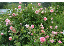 Abraham Darby