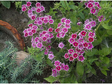 ����� ����������