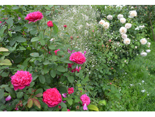 Sophy’s Rose & Lichfield Angel