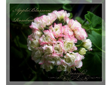 Apple blossom.jpg
