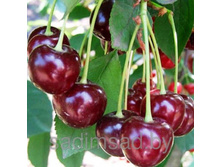 ����� ���������-200�.jpg