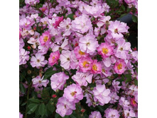 Lavender Dream ��� ����