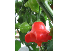 ����� ������ ������ 7,50 ���. - 0,1 ��.jpg