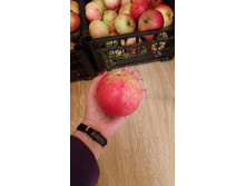 ������ ���������� � ������ � ������-��������� ������� �������- 7-10 �� � ��������