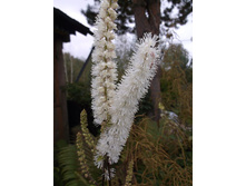 �������� (����������)