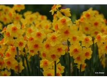 ������� �������� 12-14 �������� (5��) ������ ���� 146,65 ���. ����� ���� 124,65 ���.jpg