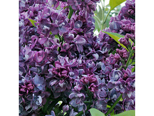 Syringa vulgaris Abel Carriere