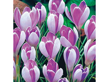 ������ Vanguard