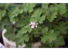 ���������� �������� "Attar of Roses"