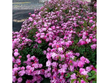 Lavender Dream -10,14