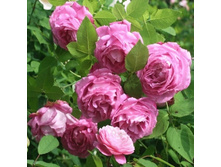 Mrs. John Laing-13,54