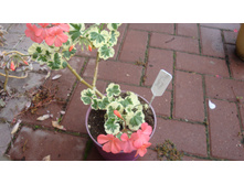 Toscana Frank Headly