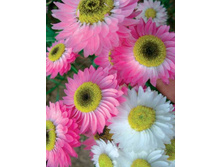 -����������-���������� ������� 4,90 ���. -0,2 ��.jpg