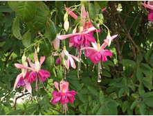 ������ Bella Rozella